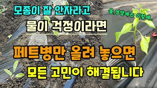 고추,가지,토마토 심고 물이 걱정이라면 페트병만 올려 놓으세요 일주일도 걱정 없어요  텃밭 물, 영양제, 추…