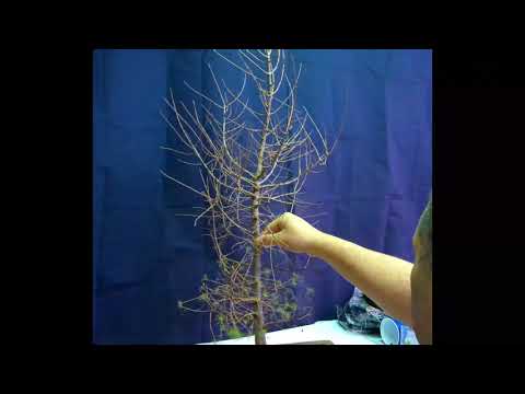 Bonsai: European Larch, Larix decidua|  First Trim and Wire