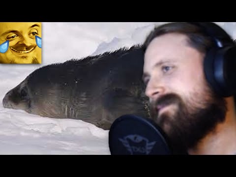 Forsen Reacts to Seal Pup Calling for Mother
