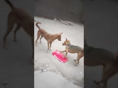 Doggy Funny fight #memer #yoyo baby crying