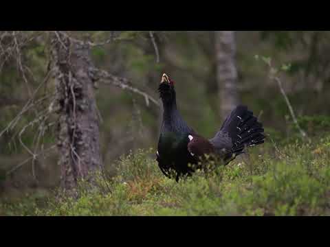 Tjäderspel 19 maj 2025 Norra Hälsingland, Sverige