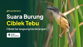 Download lagu Suara Ciblek Tebu Memanggil Lawan | Suara Masteran & Pikat Burung Ciblek Tebu mp3 Download lagu Suara Ciblek Tebu Memanggil Lawan | Suara Masteran & Pikat Burung Ciblek Tebu mp3