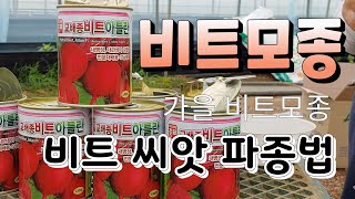 가을 비트모종 씨앗 파종법  비트 재배법 비트 심는시기