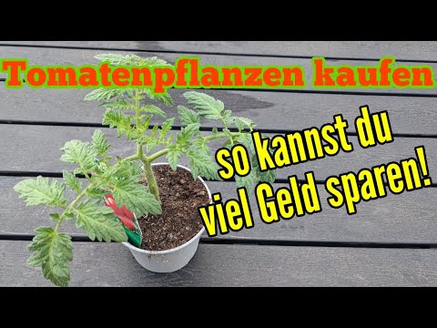 , title : 'Tomatenpflanzen kaufen - Mit diesem Trick sparst du ordentlich Geld dabei!'