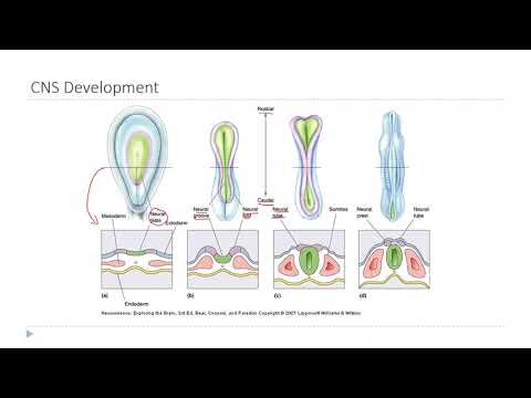 OSSM Neuro Chapter 7 - CNS Development