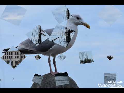 Hanse Sail 2019 in Rostock/ Warnemünde am  10.August 2019 Teil 3.🇧🇪