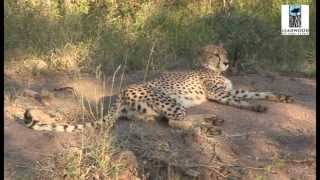 Leadwood Big Game Estate - South Africa Travel Channel 24