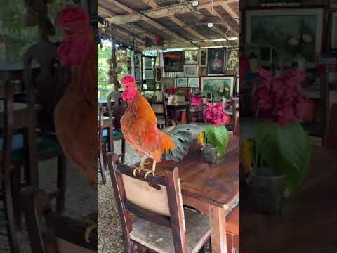 Hoy les quiero recomendar un hotel muy bueno en Concepción, Antioquia. #hotel #recomendado #pueblos