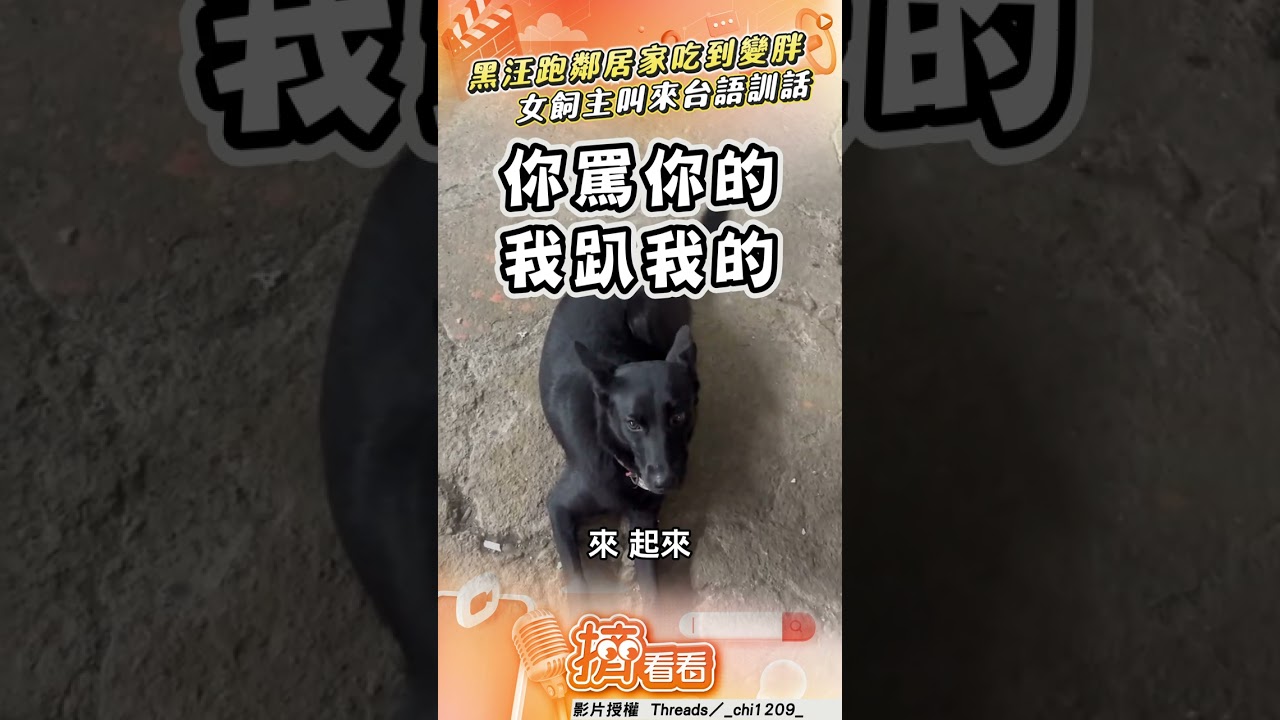 影音／黑汪跑鄰居家吃到變胖　女飼主叫來台語訓話