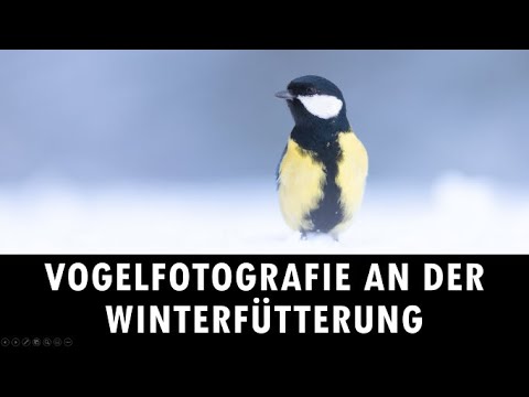 Vogelfotografie an der Winterfütterung