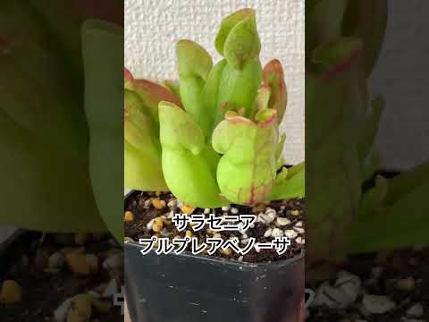 園芸 サラセン、サラセニア