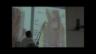 Dr.Ahmed El-Zeiny - Pelvis 7 - Rectum