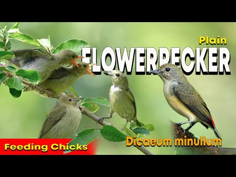 Bobuliar malý (Dicaeum minullum) — správanie, biotop a hlas