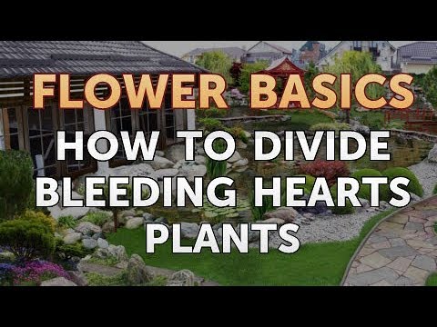 How to Get More Canna Lily Blooms