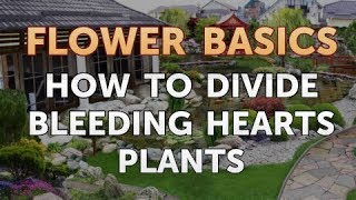 How to Divide Bleeding Hearts Plants