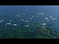 Birds Chirping Over The Caribbean Sea Blue Waters 15 Minutes Of Calming Birds Sounds