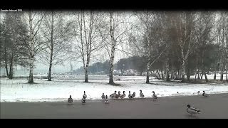 preview picture of video 'البط والثلج في السويد 02 شباط 2014'