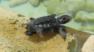 preview picture of video 'Hatchling Sea Turtle, Tamar Sea Turtle Project, Praia do Forte, Salvador, Bahia, Brasil'