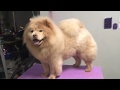 Grooming a Chow Chow: Full Body Hand Scissor