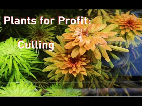 Plants for Profit: Culling - When to Start Over