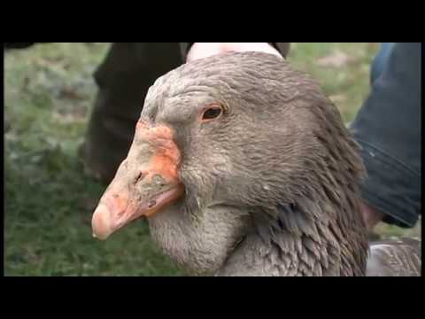 , title : 'l'Oie de Toulouse - Documentaire'