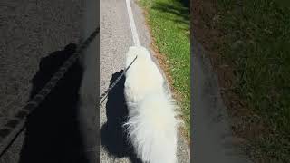 Video preview image #1 Great Pyrenees Puppy For Sale in Spring, TX, USA