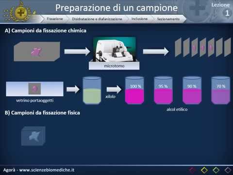 Istologia 01 - Nozioni di microscopia