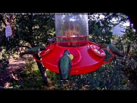Female Rufous Hummingbird Defends Her Feeding Port