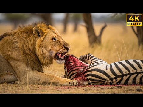 MAASAI MARA | CAÇADORES AFRICANOS | DOCUMENTÁRIO ANIMAL