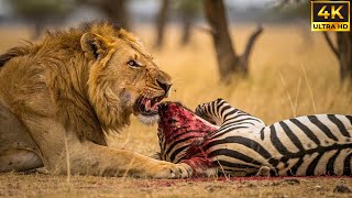 MAASAI MARA | CAÇADORES AFRICANOS | DOCUMENTÁRIO ANIMAL