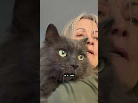 Turtle the cat comes home after 571 days