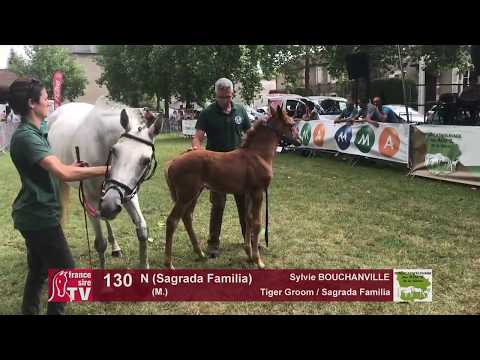 Sprinter Sacré Show 2018 : Lot 130 - N (Sagrada Familia)
