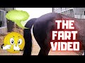 Funny Horse Fart Video April Fools Day Friesian Horses