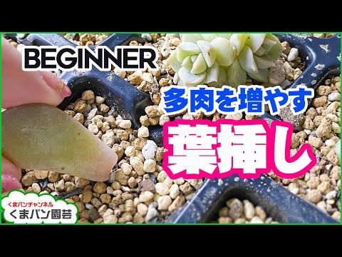 園芸 植物を増やす