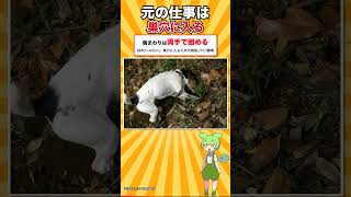 【犬種シリーズ #24】体重が計算式で決まっている犬｜ジャック・ラッセル・テリア