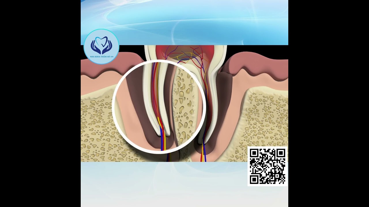 Răng chúng ta ra sao