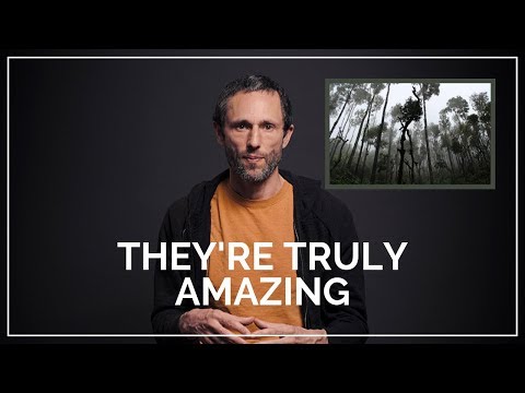 The Secret Life of Trees