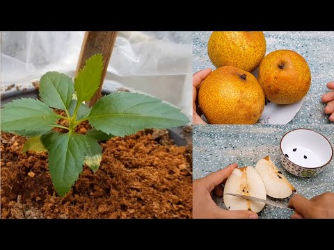 梨樹風水