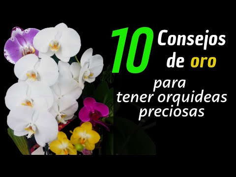 , title : 'consejos muy fáciles para tener ORQUIDEAS HERMOSAS Y SALUDABLES | cuidados phalaenopsis | |ORQUIDEAS'