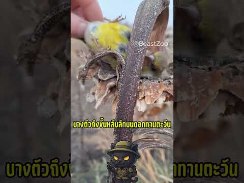 นกเมามีอยู่จริงนาทีเจ้า โกลด์ฟินช์ กินเมล็ดทานตะวันจนเคลิ้ม หลับลึกไม่ยอมตื่น #นกโกลด์ฟินช์