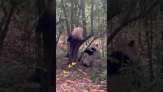 【和花と和叶のバトルが可愛いすぎ💕】