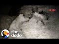 Security Camera Catches Baby Horse Being Born The Dodo