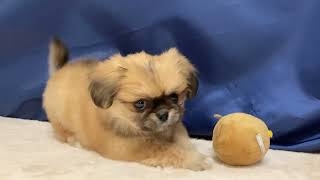 ハーフ犬の動画01