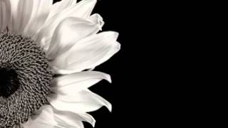 Mirah And Spectratone International - Following the Sun