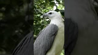 Download lagu seperti apa burung garuda asli. #shortfeed mp3