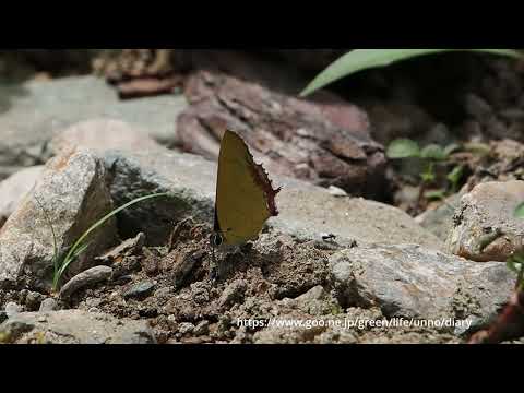 ウラフチベニシジミの仲間　 Heliophorus viridipunctata