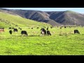 Bull Mates With Zebra
