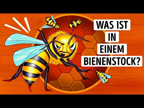 Bienenstock enthüllt: Naturreich + Tierwunder!