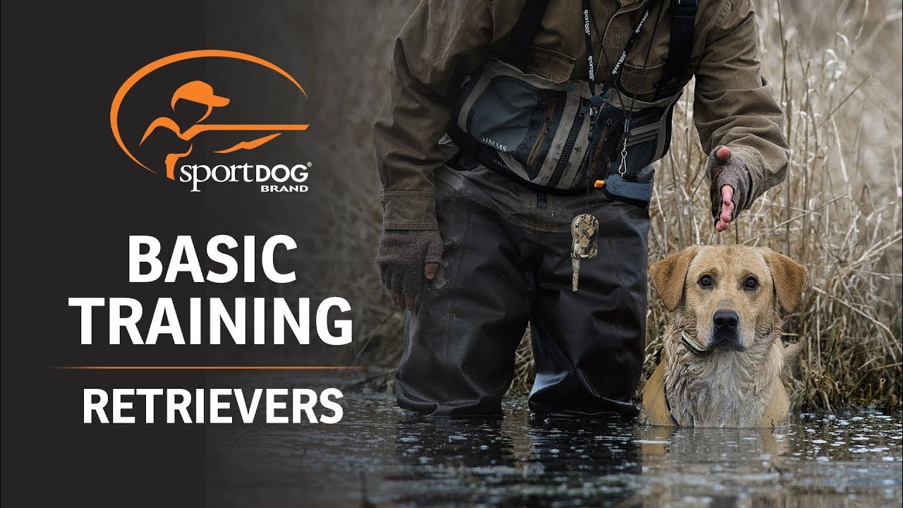 Basic Training :: Retrievers