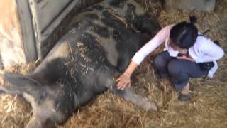 preview picture of video 'Petting pigs rescued mistreatment at farms, Watkins Glen Farm Animal Sanctuary'